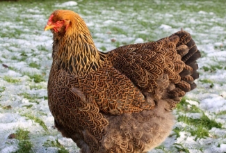 Kasvatatavad tõud, kodulinnud, Kuldne braama kana