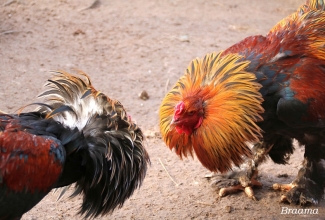 Braama kuked, foto Estfarm