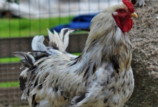 Braama, värvus splash, foto Estfarm