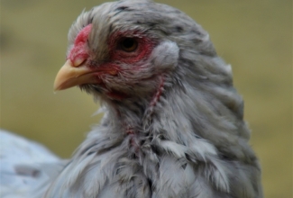 Braama, värvus splash, foto Estfarm