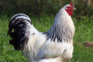 Kodulinnud, Columbia braama kukk, foto EstFarm