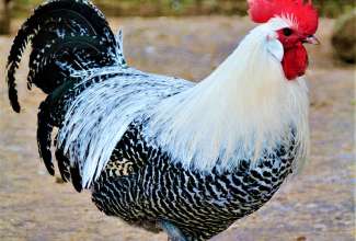 Braekel, foto Estfarm