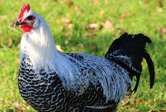 Braekel noor kukk, foto Estfarm