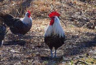 Braekel, foto Estfarm