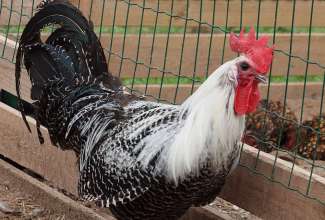 Braekel, foto Estfarm