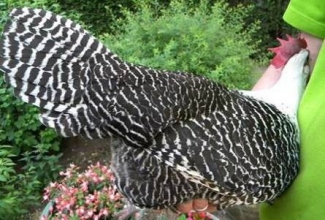 Brakel, foto: http://www.aviculture-europe.nl/nummers/11E04A05.pdf