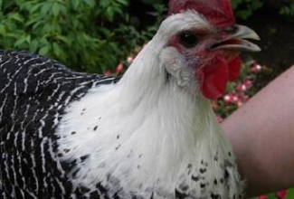 Brakel, foto: http://www.aviculture-europe.nl/nummers/11E04A05.pdf