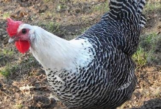 Brakel, foto: http://www.aviculture-europe.nl/nummers/11E04A05.pdf