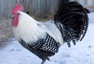 Brakel kukk, foto Ants Aaman