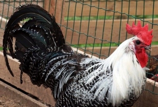 Brakel kukk, foto Estfarm