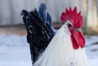 Brakel kukk, foto Ants Aaman