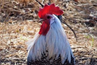 Brakel kukk, foto Estfarm