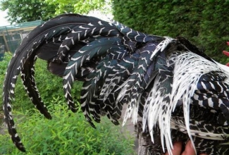 Brakel, foto: http://www.aviculture-europe.nl/nummers/11E04A05.pdf