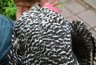 Brakel, foto: http://www.aviculture-europe.nl/nummers/11E04A05.pdf