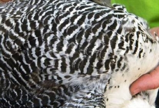 Brakel, foto: http://www.aviculture-europe.nl/nummers/11E04A05.pdf