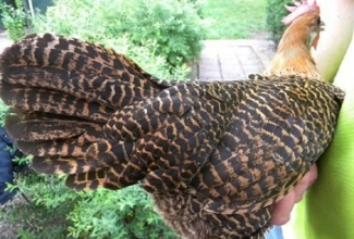 Brakel, foto: http://www.aviculture-europe.nl/nummers/11E04A05.pdf