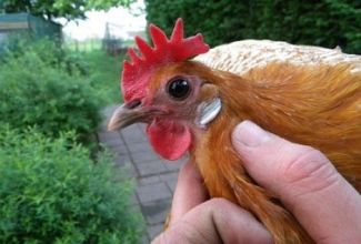 Brakel, foto: http://www.aviculture-europe.nl/nummers/11E04A05.pdf