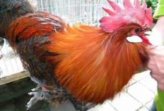 Brakel, foto: http://www.aviculture-europe.nl/nummers/11E04A05.pdf