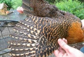 Brakel, värvus: mustajutiline kuldne, foto: http://www.aviculture-europe.nl/nummers/11E04A05.pdf