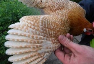 Brakel, värvus: valgejutiline kuldne, foto: http://www.aviculture-europe.nl/nummers/11E04A05.pdf