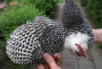 Brakel, värvus: mustajutiline hõbedane, foto: http://www.aviculture-europe.nl/nummers/11E04A05.pdf