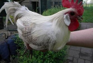 Brakel, foto: http://www.aviculture-europe.nl/nummers/11E04A05.pdf