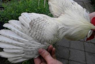 Brakel, foto: http://www.aviculture-europe.nl/nummers/11E04A05.pdf