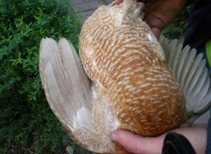 Brakel, foto: http://www.aviculture-europe.nl/nummers/11E04A05.pdf