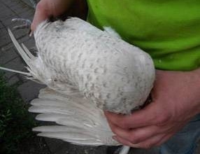 Brakel, foto: http://www.aviculture-europe.nl/nummers/11E04A05.pdf