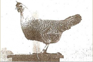 Brakel, foto: http://www.aviculture-europe.nl/nummers/11E04A05.pdf