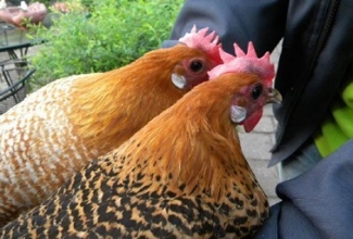 Brakel, foto: http://www.aviculture-europe.nl/nummers/11E04A05.pdf