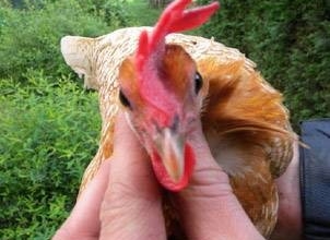 Brakel, foto: http://www.aviculture-europe.nl/nummers/11E04A05.pdf