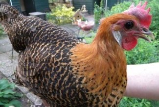Brakel, foto: http://www.aviculture-europe.nl/nummers/11E04A05.pdf