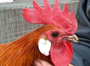 Brakel, foto: http://www.aviculture-europe.nl/nummers/11E04A05.pdf