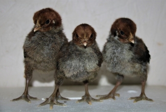 Brakeli 5 päevased tibud, foto Estfarm