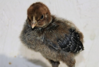 Brakeli 5 päevane tibu, foto Estfarm