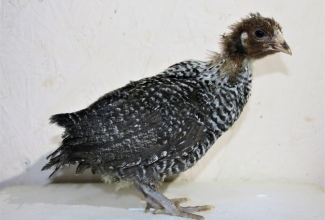 Brakeli 1 kuu vanune noorlind, foto Estfarm