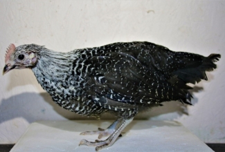 Brakel 2 kuu vanune noorlind, foto Estfarm