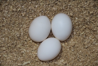 Brakel kana munad, foto Estfarm