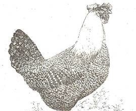 Brakel, foto: http://www.aviculture-europe.nl/nummers/11E04A05.pdf