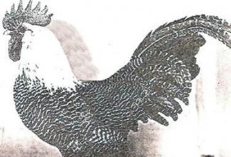 Brakel, foto: http://www.aviculture-europe.nl/nummers/11E04A05.pdf