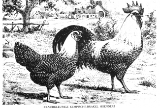 Brakel, foto: http://www.aviculture-europe.nl/nummers/11E04A05.pdf