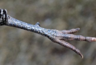 Brakel kuke jalg, foto Estfarm