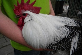 Brakel, foto: http://www.aviculture-europe.nl/nummers/11E04A05.pdf