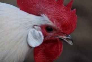 Brakel, foto Estfarm