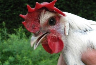 Brakel, foto: http://www.aviculture-europe.nl/nummers/11E04A05.pdf