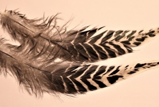 Brakel kuke suled, foto Estfarm