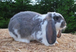 Küülikute värvused, värvus Broken blue / Sinise valgekirju, foto EstFarm