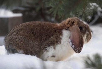 Küülikute värvused, värvus Broken chestnut, foto EstFarm