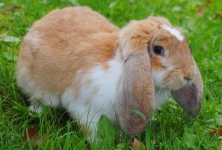 Küülikute värvused, värvus broken fawn /kollakaspruuni valge kirju, foto EstFarm